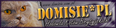Domisie*PL - Hodowla Kot�w Brytyjskich Kr�tkow�osych