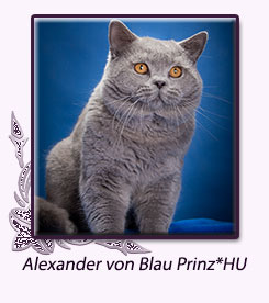 Alexander von Blau Prinz*HU