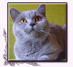 Anabel Diamenty Nocy*PL