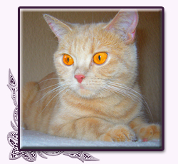 Chilly Z�oty Gral*PL