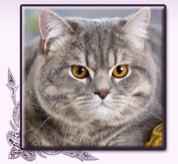 Curtis Cat Deluxe*PL