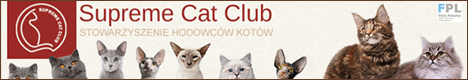 Hodowla Kotw Brytyjskich Domisie*PL - SSC - Supreme  Cat  Club 
