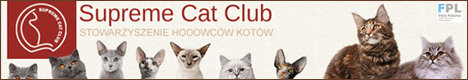 Hodowla Kot�w Brytyjskich Domisie*PL - SSC - Supreme  Cat  Club 