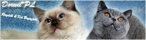 Hodowla Kot�w Brytyjskich Dorwil*PL