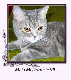 Ma�a Mi Domisie*PL