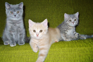 Domisie*PL - Hodowla Kot�w Brytyjskich - Miot J