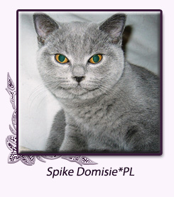 Spike Domisie*PL