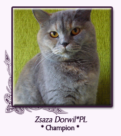 Zsaza